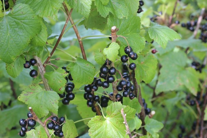 Schwarze Ribisel G Artenreich